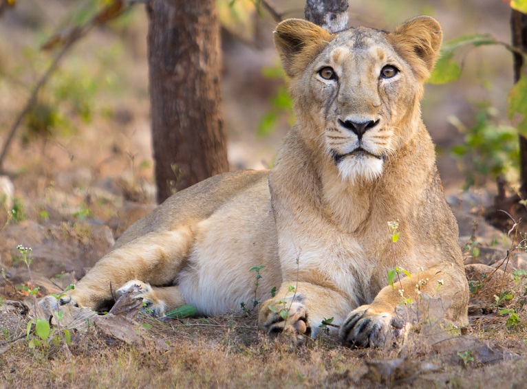 Asiatic lioness in Gir Forest National Park, Gujarat – rare wildlife species in its natural habitat